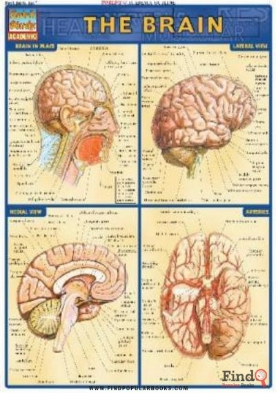 Download BarCharts QuickStudy Brain PDF or Ebook ePub For Free with Find Popular Books 
